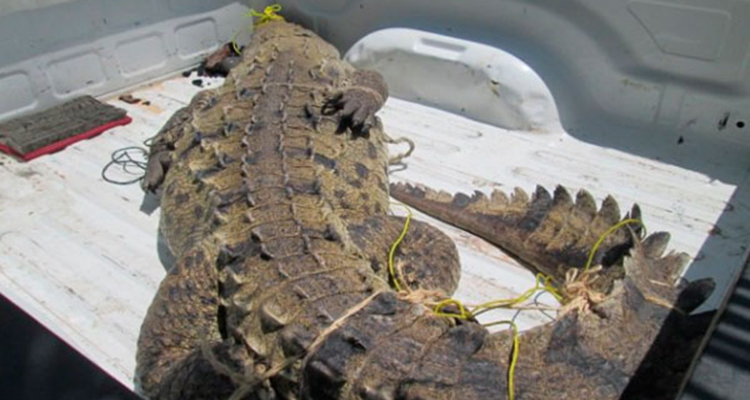 99f4cdeb335d7a40bd8da98aacb5ddd1