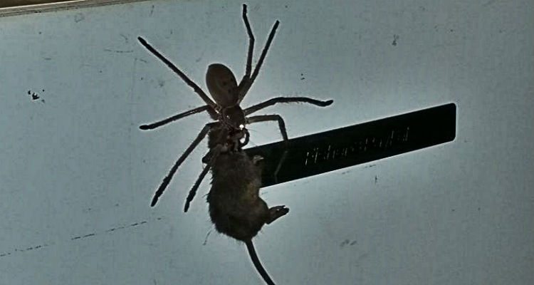 af74ad3157bfd2eb31ef388fa24288fa