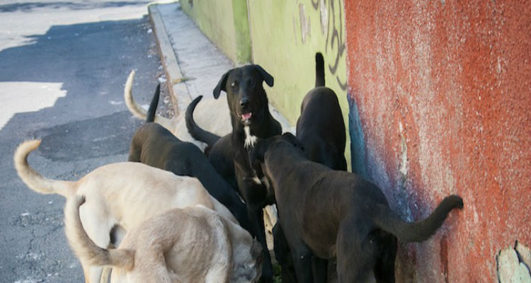 35b9607a4883f9ca006a572e8f2cbd37-2