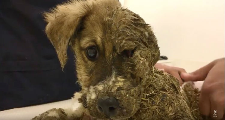 5aae0ac7edbcb0b3c850cc812497d8db