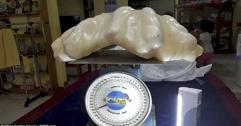 pescador-poseia-perla-monstruosa-de-34-kilogramos
