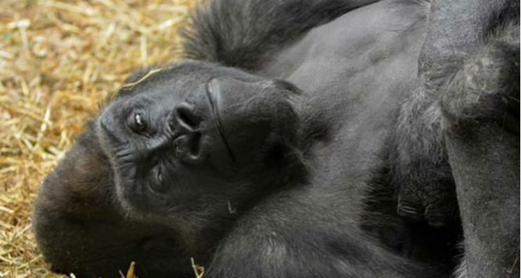 ce297aa5cbe6e6ca10d7c45c34ff9643